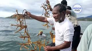 Hiri Coral PNG Reviving and replenishing coral reefs  Inside PNG [upl. by Boar]