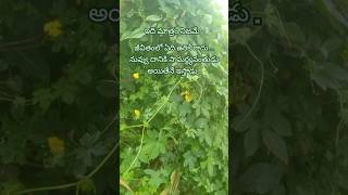 ఇది మాత్రం నిజమే youtubeshorts quotes inspirationalquotes ytshorts truequotes [upl. by Merideth26]