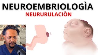 EP2NEURULACIÓN NEUROEMBRIOLOGÍA LO QUE TIENES QUE SABER DEL TUBO NEURAL [upl. by Kcirdahc]