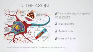 what is the axon [upl. by Clite790]