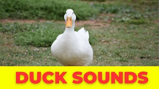 Amazing Duck Sounds Breathtaking Sound Compilation [upl. by Osicran]