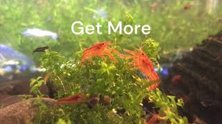 Dwarf Crayfish  CPO The PERFECT new addition to you home aquarium [upl. by Rehpotsyrhc]