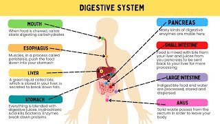 How Does Digestion Work [upl. by Maher]