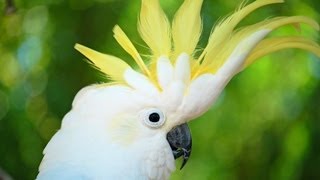 How to Take Care of a Cockatoo  Pet Bird [upl. by Yssak]