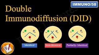 Double immunodiffusion Ouchterlony Double Diffusion FLImmuno58 [upl. by Colner827]