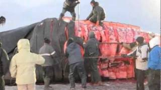 Our Alaska Bowhead whale hunt [upl. by Suravaj473]