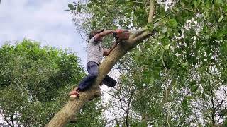 Cưa cây Mù U khá to gần đường dây điện và đây là cách Anh Hiền xử lýCut down Calophyllum inophyllum [upl. by Salohci105]