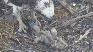 Small Breakfast feeding from Osprey Mom  PortLincoln Osprey  Oct 13 2024 [upl. by Seraphine]