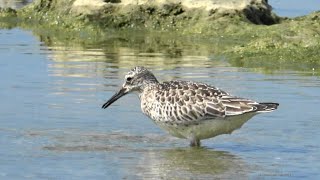 オバシギシギ科 Calidris tenuirostris 2024年9月 沖縄本島 [upl. by Anawd]