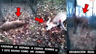 Cazador le Dispara a Ciervo Zombie y este Revive Grabacion Real [upl. by Ric]