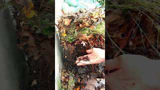 Healthy kitchen scrap compost pile oozing with compost worms [upl. by Kablesh]