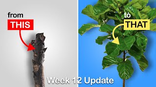 Easy way to get more branches on your Fiddle Leaf Fig or Rubber Tree Week 12 Update [upl. by Ifok334]