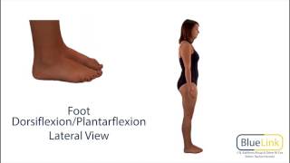 Foot Dorsiflexion Plantarflexion [upl. by Elisa]