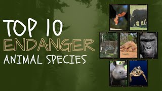 Top 10 Most Intriguing Endangered Species [upl. by Aicxela]