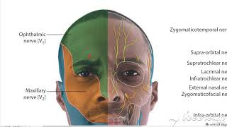 Trigeminal nerve ophthalmic 4 [upl. by Ursulette]