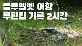 방치된 새우 어항 기록용 영상 [upl. by Lachance859]