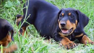 Transylvanian Hounds  ERDÉLYI KOPÓ puppies [upl. by Fitalludba291]