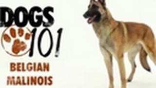 Dogs 101  Belgian Malinois [upl. by Yvi]