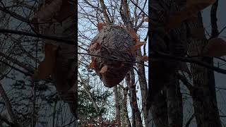 Large hornets nest we found while walking nature beingoutdoors hornetnest [upl. by Karin359]