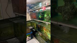 Fish tank set kr liya fish petsvlog fishpond fishhouse aquarium aqua pets petsman guppy [upl. by Naasah]