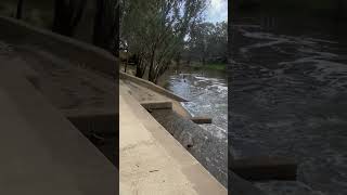 Fishing Vic Aust Loddon River Redfin Murray Cod Yellow Belly Serpentine weir read below [upl. by Akyeluz710]