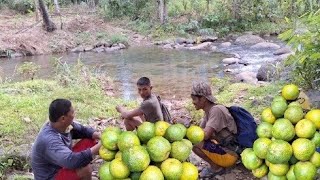 Harvest ng sinturis pang alis ng antok [upl. by Manley840]