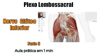 Plexo Lombossacral  Nervo Glúteo Inferior  Anatomia Humana  Anatomia [upl. by Lyrret]