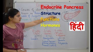 Pancreas endocrine gland in hindi  insulin  functions  structure  Rj Medical Education [upl. by Remle272]