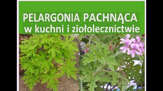 Geranium  Pelargonia pachnąca  anginka Właściwości zdrowotne [upl. by Rosaleen]