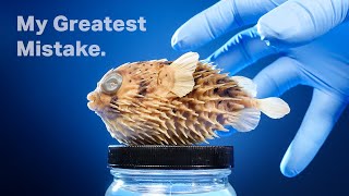 The Truth About My Pufferfish [upl. by Sela]