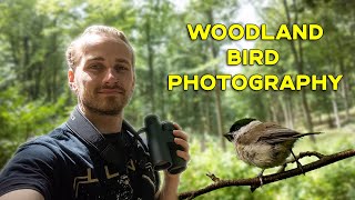 Woodland Bird Photography Using the Nikon Z8 amp Z 600mm F63 VR [upl. by Dryfoos]