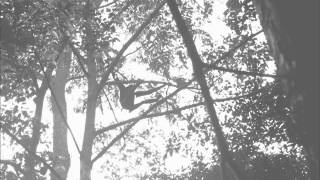 Agile Gibbon Great Call [upl. by Arnaldo70]