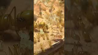 Growing Myrmecocystus mexicanus ant colony in a dome [upl. by Shelagh]