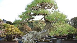 Japanese Red Pine Yamadori [upl. by Marchelle]