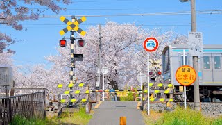 【8K HDR】 Japan Kyoto Cherry Blossom 京都の桜 [upl. by Siryt]