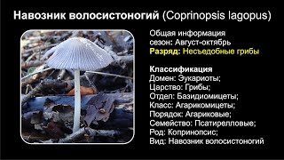 Навозник волосистоногий Coprinopsis lagopus [upl. by Jocelyn]