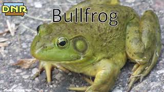 American Bullfrog Calls Iowa DNR [upl. by Collayer570]