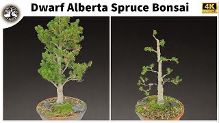 Dwarf Alberta Spruce Bonsai [upl. by Hay]