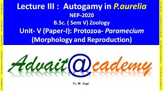 Autogamy in Paramecium aurelia [upl. by Dnalkrik]