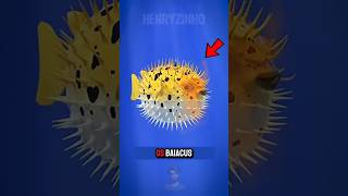 GOLFINHOS vs BAIACÚ 🐡🐬 zackdfilms [upl. by Bonns]