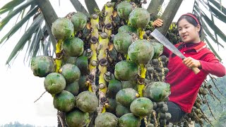 Harvesting quotStrangequot fruits And Goes To Market Sell  Tieu Tam Daily Life [upl. by Mapel]