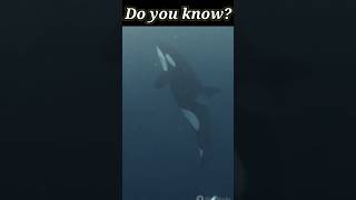 Do you know killer whales can kill megalodon sharks 🤔 shorts shortsfeed shortsbeta [upl. by Diann]