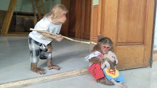 Funny and cute monkey KuKu MiMi and baby Su  Compilation video [upl. by Rodi]