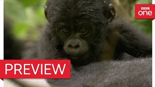 Silverback dad defends baby mountain gorilla  Animal Babies Episode 3 Preview  BBC One [upl. by Hairu]