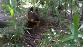 Cairn Terrier playing with a baguette [upl. by Colvert]