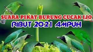 Suara pikat burung cucak ijo ribut paling ampuh [upl. by Enirol]