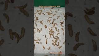 Day 35 New Baby Mealworms amp Growing Beetle Population 🐛🪲 mealwormfarm mealworms [upl. by Natye]