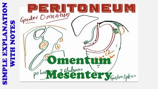 PERITONEUM OMENTUM MESENTERY [upl. by Atirehgram]