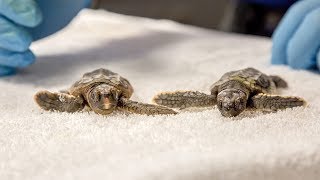 Two Sea Turtle Hatchlings Rescued from a Swimming Pool [upl. by Ahsekan]