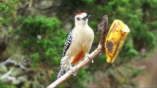 Redcrowned Woodpecker Calling amp Feeding [upl. by Fedirko]